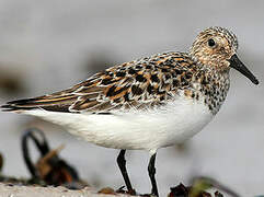 Bécasseau sanderling