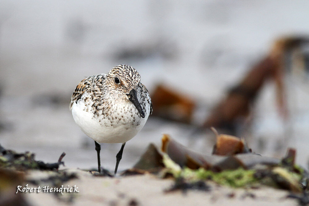 Bécasseau sanderling