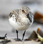 Bécasseau sanderling