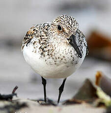 Bécasseau sanderling