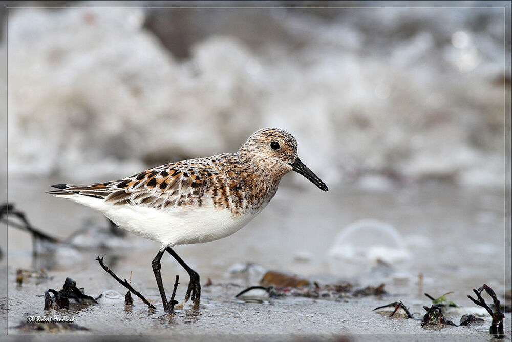 Sanderling