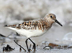 Bécasseau sanderling