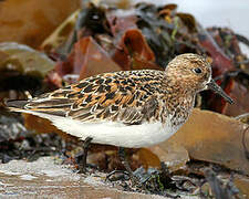 Bécasseau sanderling