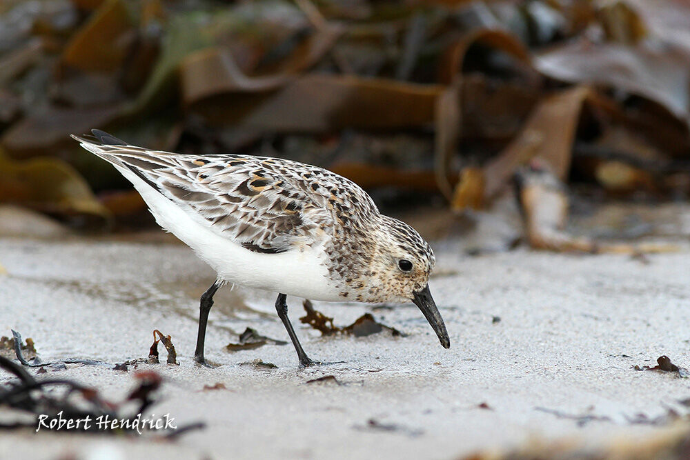 Sanderling