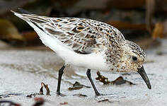 Bécasseau sanderling