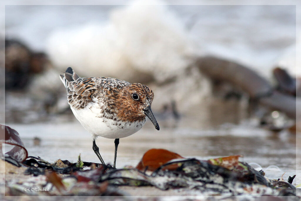 Bécasseau sanderling