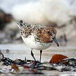 Bécasseau sanderling