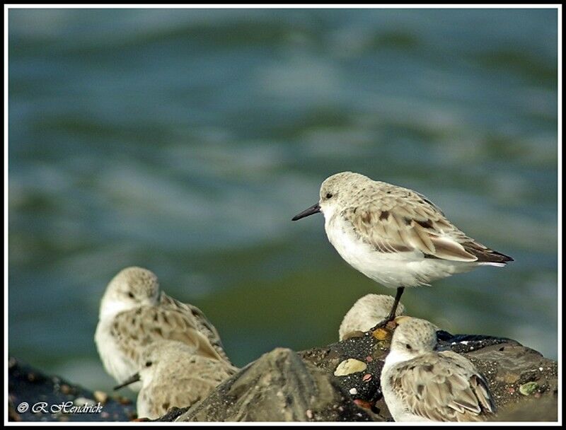 Bécasseau sanderling