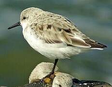 Bécasseau sanderling