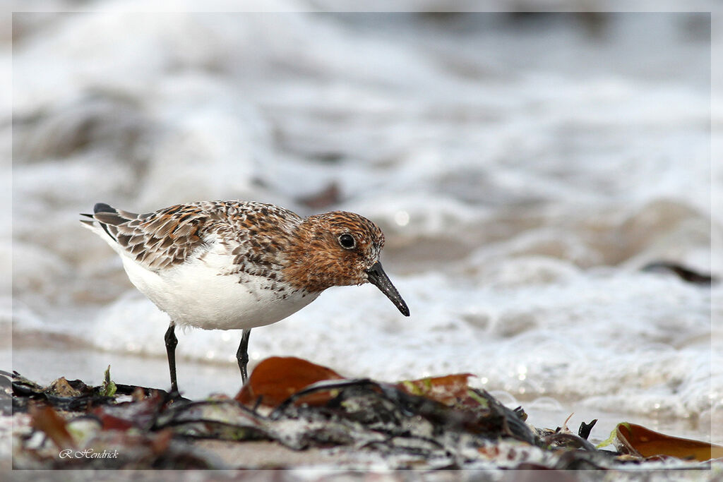 Bécasseau sanderling