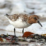 Bécasseau sanderling