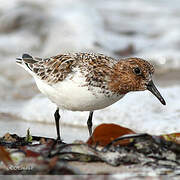 Bécasseau sanderling