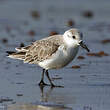 Bécasseau sanderling