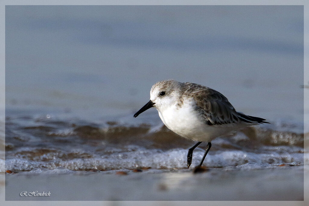 Sanderling