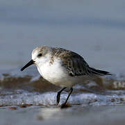 Bécasseau sanderling