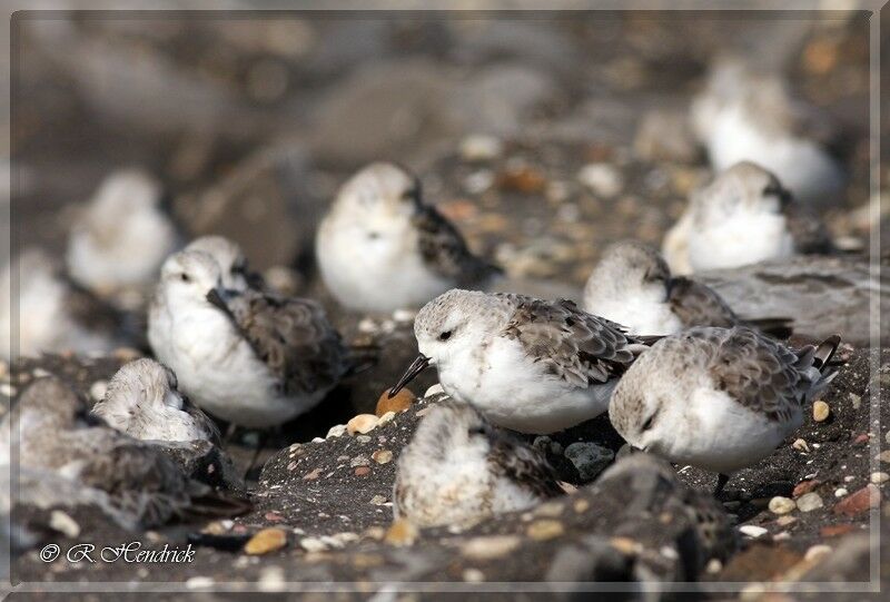 Bécasseau sanderling