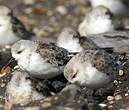 Bécasseau sanderling