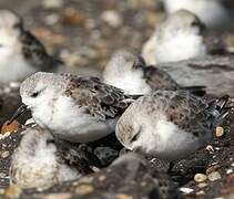 Bécasseau sanderling