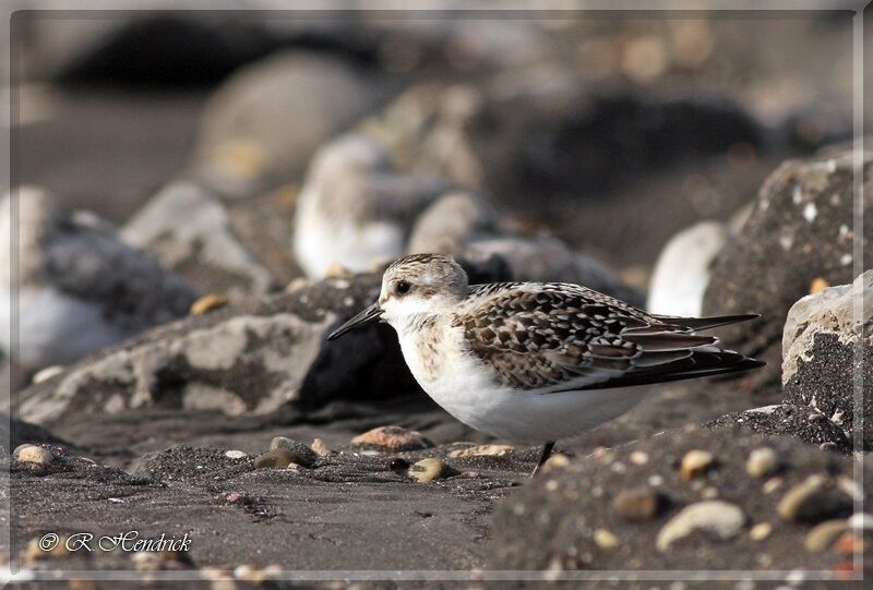 Bécasseau sanderling