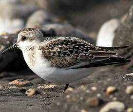 Bécasseau sanderling