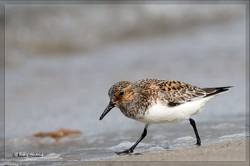 Sanderlingadult breeding, habitat