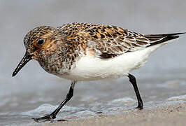 Sanderling