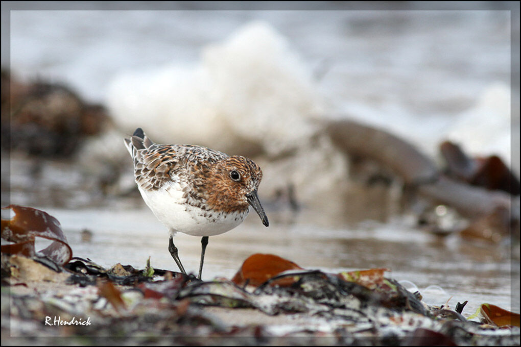 Bécasseau sanderling