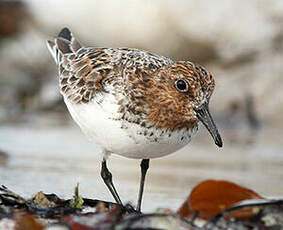 Bécasseau sanderling