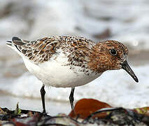 Bécasseau sanderling