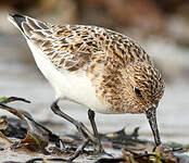 Bécasseau sanderling