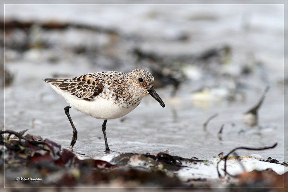 Bécasseau sanderling