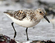 Bécasseau sanderling