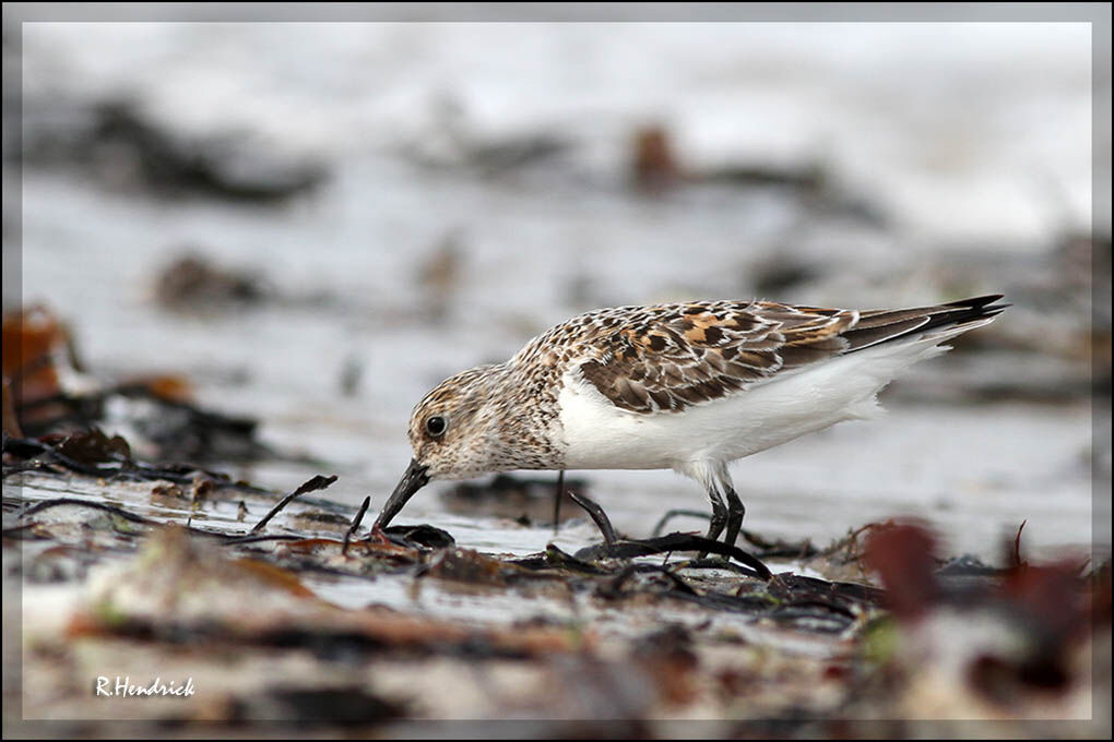 Bécasseau sanderling