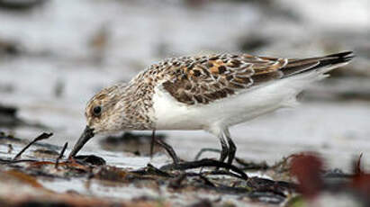 Bécasseau sanderling