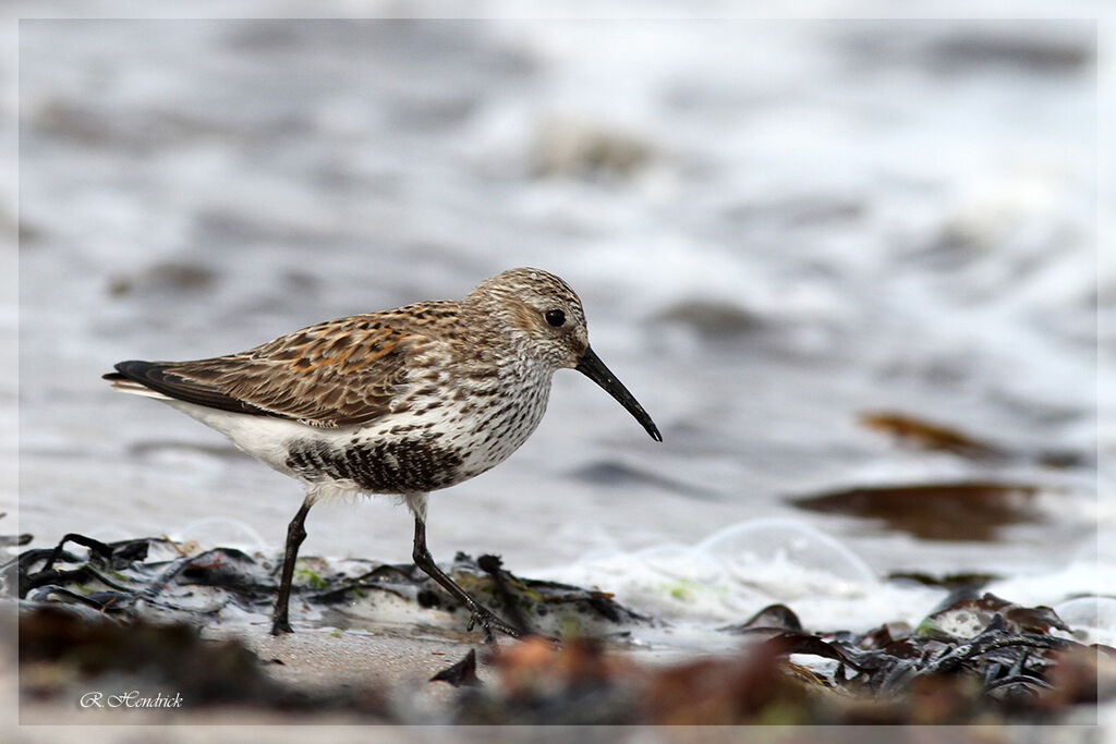 Dunlin