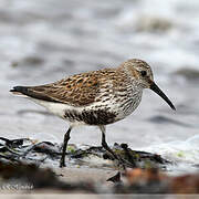 Dunlin