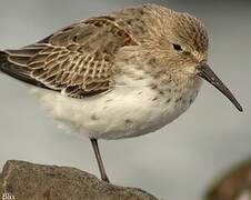 Dunlin