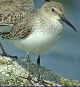 Dunlin