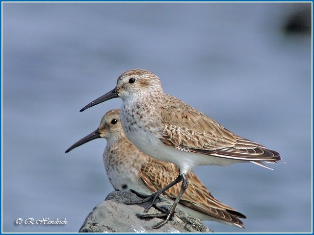 Dunlin