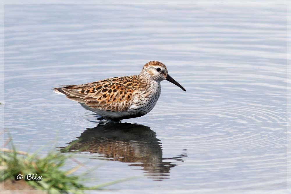 Bécasseau variable