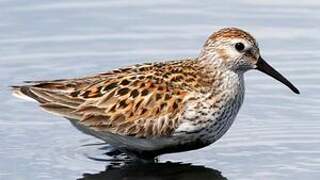 Dunlin