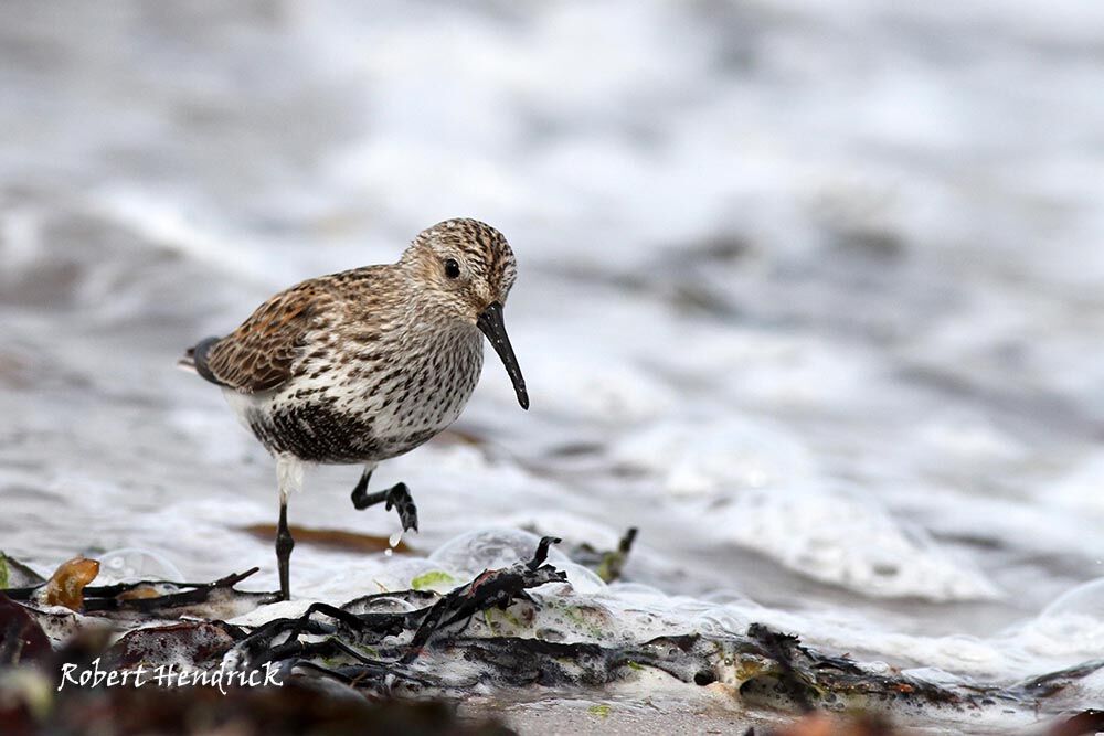 Dunlin