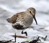 Dunlin