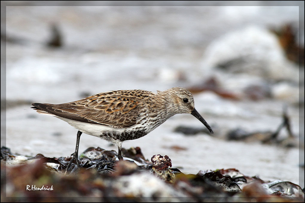 Dunlin