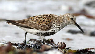 Dunlin