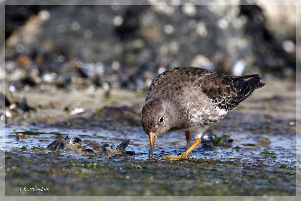 Purple Sandpiper