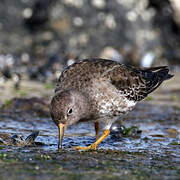 Purple Sandpiper