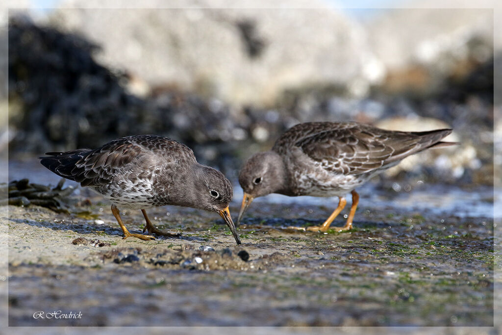 Purple Sandpiper