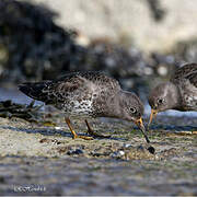 Purple Sandpiper