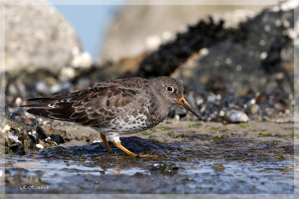 Purple Sandpiper